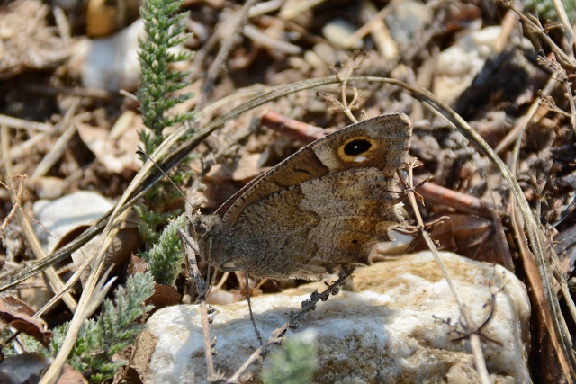 Due Hipparchia da identificare:   Hipparchia statilinus